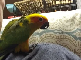 New conures