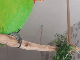 Long scales on feet..??