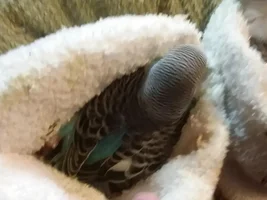 Splayed Budgies Update: 33 and 35 days old.