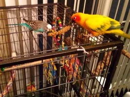 Conure finally on chop/mash