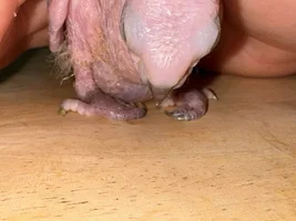 URGENT - Please read! Question about conures feet