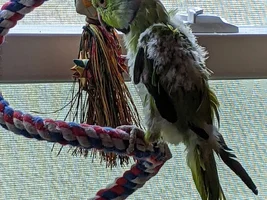 The Continuing Capers of Companion-ing Cotton