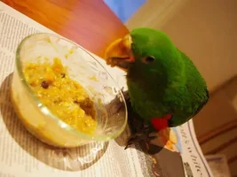 Eckie not eating F&V