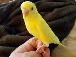 Farm Flock: follow along with *all* the birds in our flock