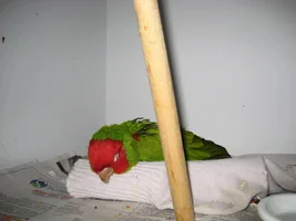 To Cover or Not To Cover Cage?  That is the question.