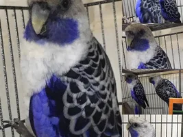How many birds in parrot forums ?
