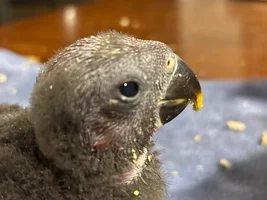 Baby Eclectus Parrot Poop Colour