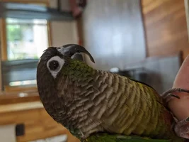 Talo, rescued green cheek beak