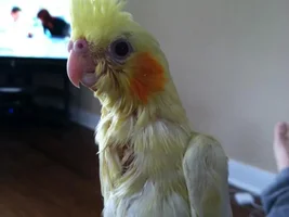 Concerned about baby Cockatiel