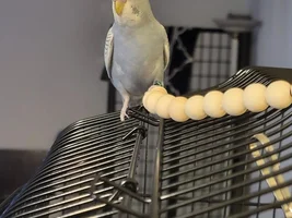 Help identifying sex of new budgie, and color mutation if possible.