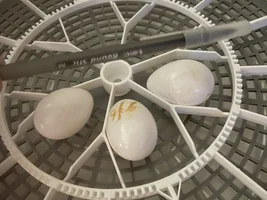 3 more Scarlet Macaw Eggs. 1 clutch was in summer, this is the 1st official clutch of fall.