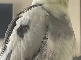 Puffy bird meanings 🚨