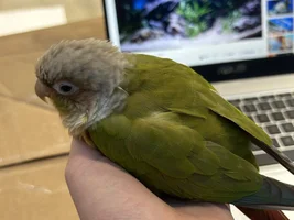 Conure age?