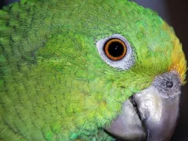 Double yellow headed amazon's eyes.