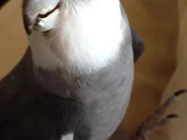 Let me turn your bird into a Poke'mon card!