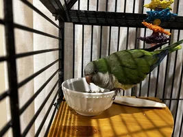 Quaker Parrot