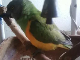 What kind of Parrot is this?
