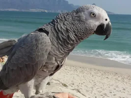 Charlie and Milo update and pics