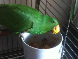 Feeding canned mixed veggies ok?