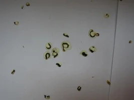 Budgies' Medical Questions... please help!