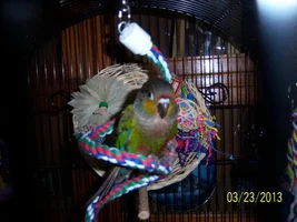 Ziggy my Crimson bellied conure playing