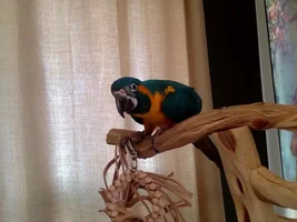 Armand Playing