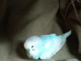 Fostering a parakeet, info please