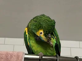 NEED A FOSTER IN LOS ANGELES URGENT!