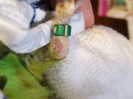 Adopted IRN - wordy Backstory, Question on his size, & other tidbits