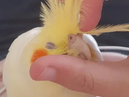 BirdyBee's flock life!