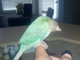 what type of conure is this