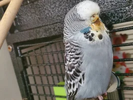 Bunch of cute Budgies