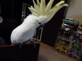 Our Cockatoo "Shelby" Behavior Towards Wife And Dog