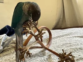 We want to see your homemade toys!