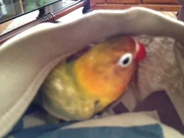 Introducing the birds