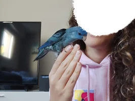 Injured wing and pain "seizures"