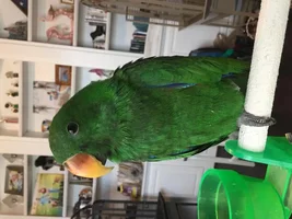 Captain Sullybirder