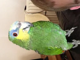 Meet Alfie