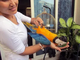 My B&G macaw Sunny