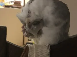 Hannah's little Parrots thread 🦜