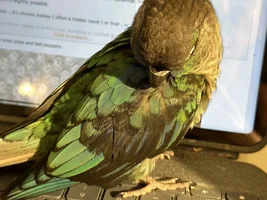 Conure with feather problems