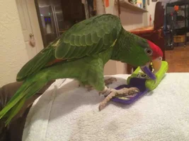 A New Feathered Family Member