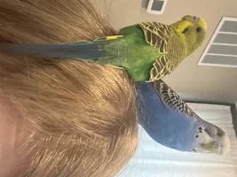 Im heartbroken, but I need advice on possibly rehoming.