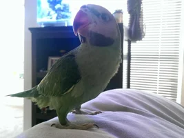 Introducing Sage!