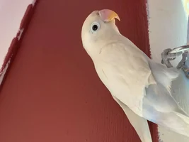Lovebird Wings Aren't Growing?
