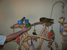Patagonian Conure, Senegal, Yellow Lored Amazon Picture