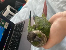 Conure wanted