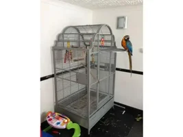 New to this, here's my Macaw