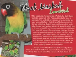 Let's get distracted by something uplifting! Crowdsource budgie breeding!