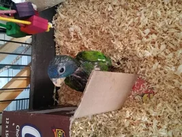 Brand new baby Pionus owner-----Update